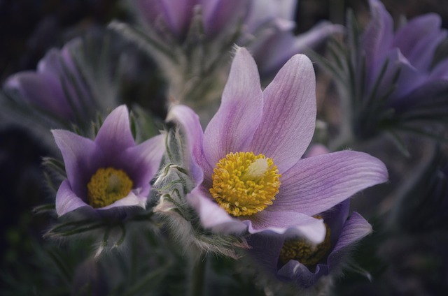 Free Flowers Macro photo and picture