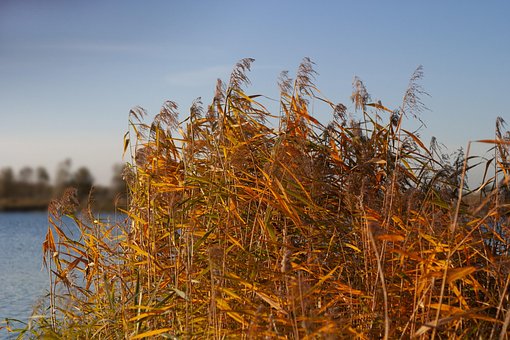 Riedgras, Ried, Schilf, Gräser, Natur