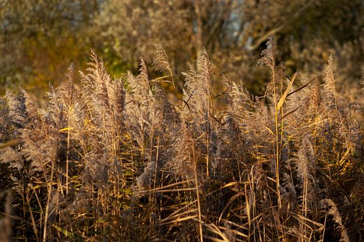 Riedgras, Ried, Schilf, Gräser, Natur