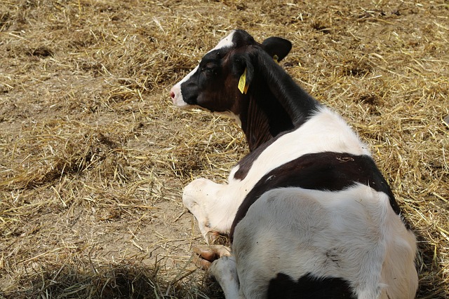 Free Cow Farming photo and picture