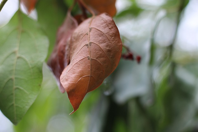 Free Leaf Brown Leaf photo and picture