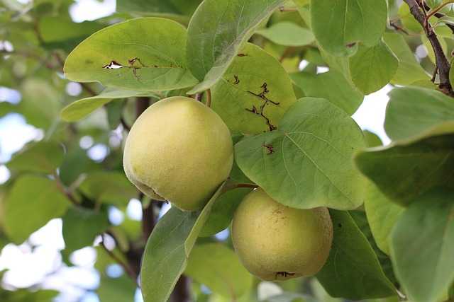 Free Apples Growing photo and picture