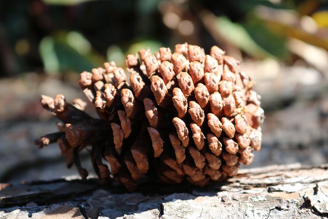 Free Pine Nature photo and picture