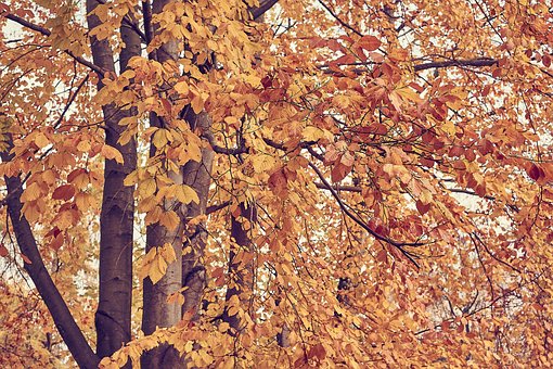 Otoño, Sale De, Naturaleza, Árbol