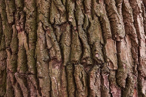Árbol, Ladrar, Naturaleza, Madera