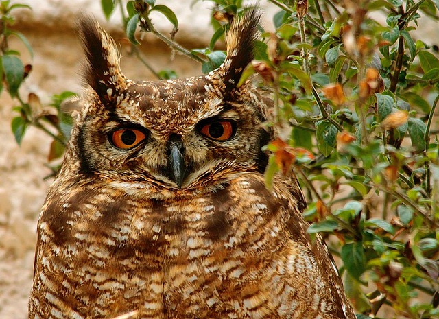Free Owl South Africa photo and picture