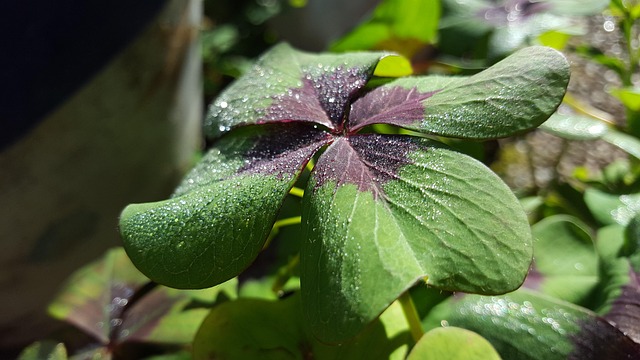 Glück, Kleeblatt, Natur, Garten, Pflanze
