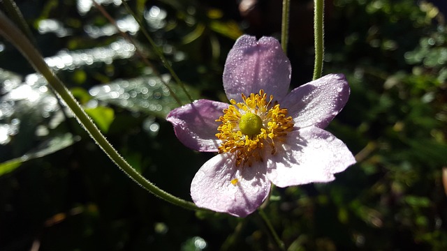 Garten, Blume, Blumentapete