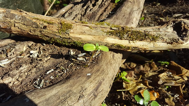 Sonnenblume, Holz, Natur, Herbst, Sonne