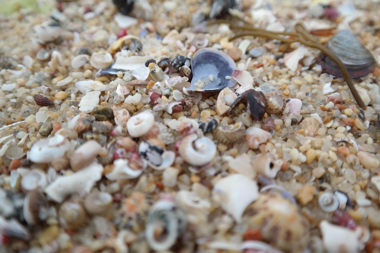 Shellfish Beach Sand Free photo on Pixabay Pixabay