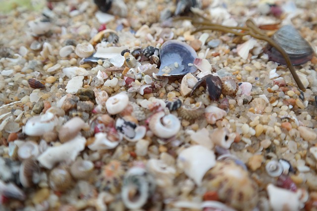 Free Shellfish Beach photo and picture