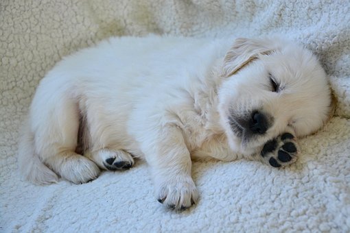 Chiot, Jeune Chien, Chiot Qui Dort