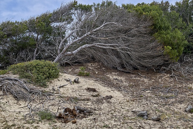 Free Tree Landscape photo and picture