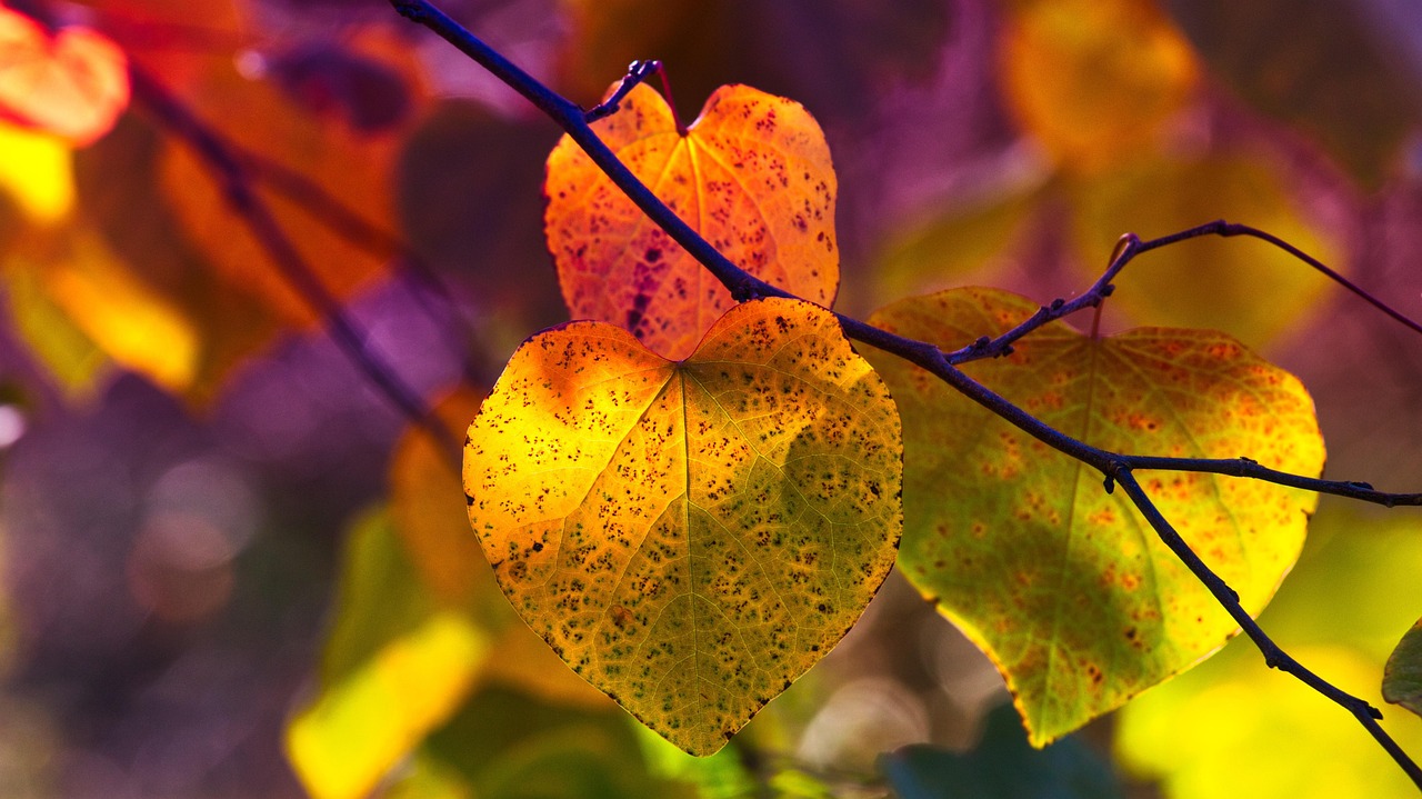 Leaves - free online jigsaw puzzle photo