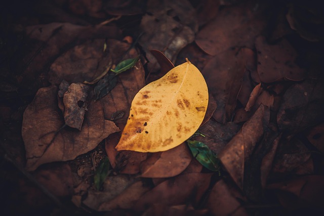 Free Leaf Wallpaper 4K photo and picture