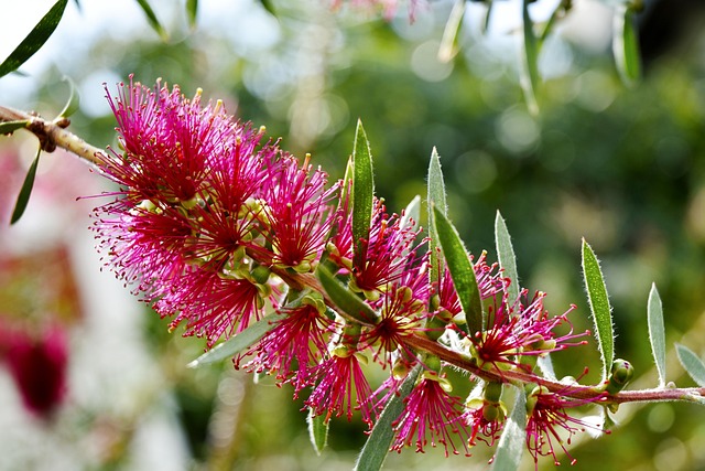 Blüte, Pflanze, Magenta Blüte