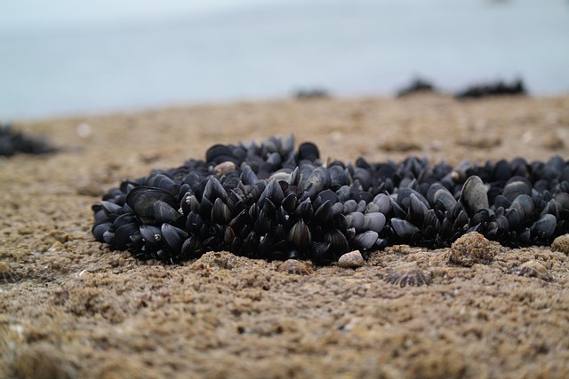 Free Shellfish Beach photo and picture