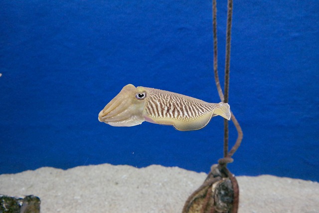 Free Squid Sepia photo and picture