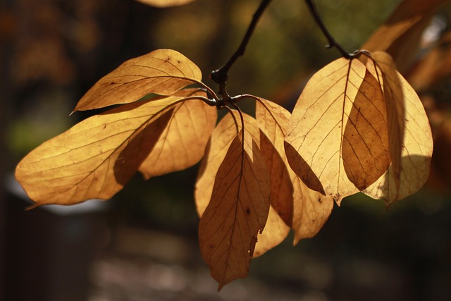 Blade, Ahorn Blad, Blad, Fall, Natur