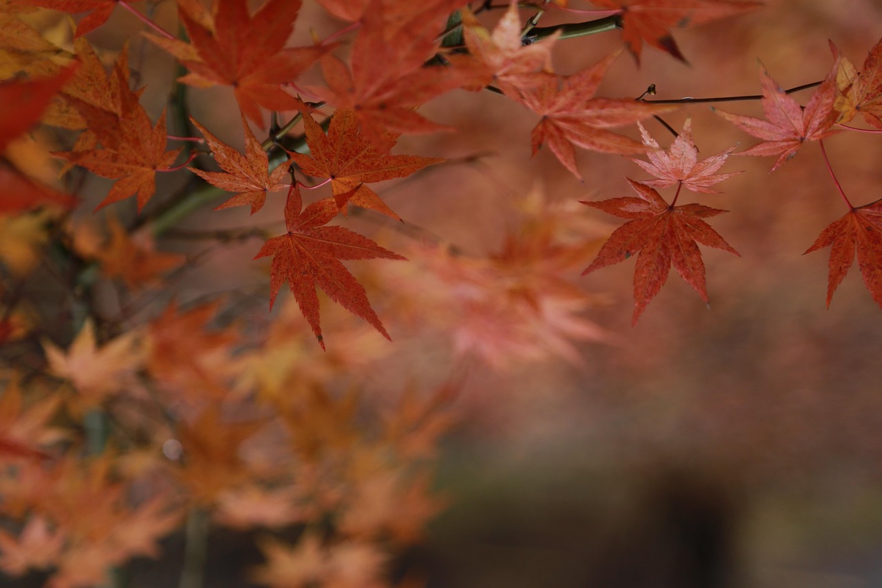 Autumn Leaves - free online jigsaw puzzle photo
