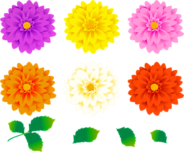 Free dahlia flowers colorful floral leaves illustration