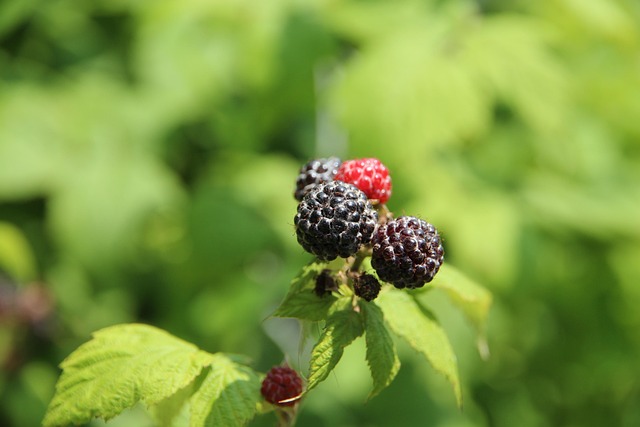 Free Raspberry Black Raspberry photo and picture