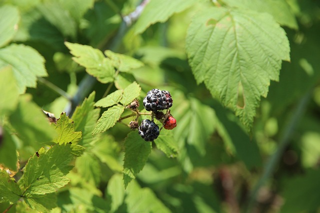 Free Raspberry Black Raspberry photo and picture