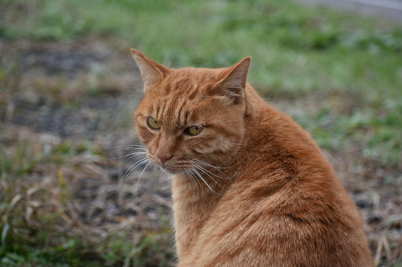 Animal - free online jigsaw puzzle photo
