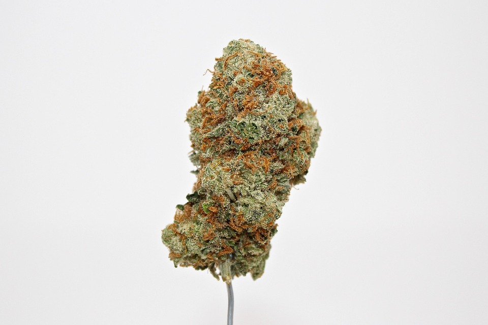 A dried cannabis flower. A dried cannabis flower