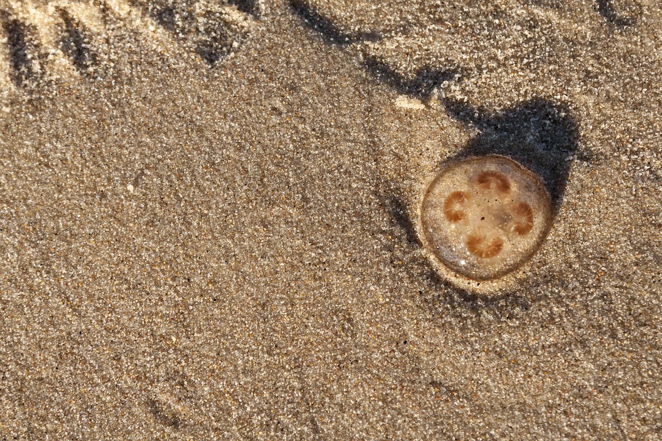 Sand Strand Qualle - Kostenloses Foto auf Pixabay - Pixabay