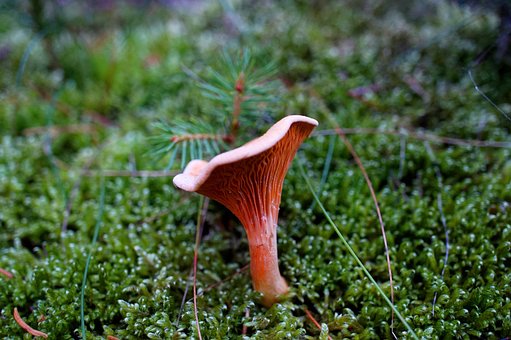 Chanterelle, Ciupercă, Mușchi, Pădure