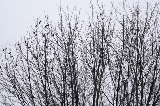 Free Birds Winter photo and picture