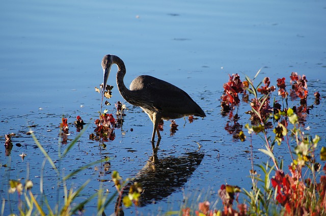 Free Bird Grey Heron photo and picture