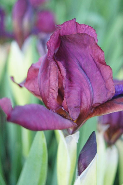 Free Flower Tulip photo and picture