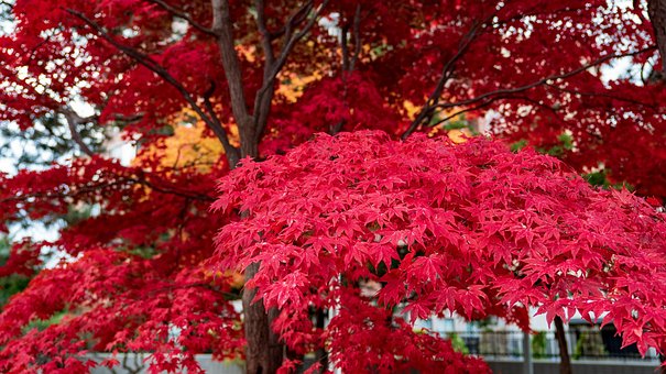 Free Autumnal Leaves Sapporo photo and picture