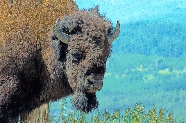Free bull bison bison buffalo illustration