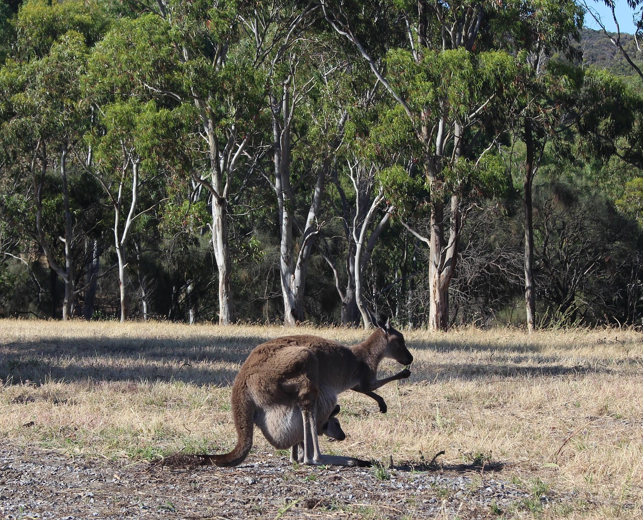 thumbnail image 2 of Kangaroo Joey Battery - Medex Supply 2 of 12