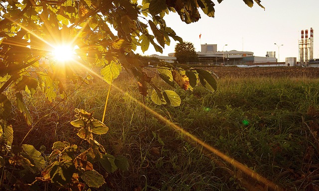 Sonne, Gegenlicht, Natur, Blätter