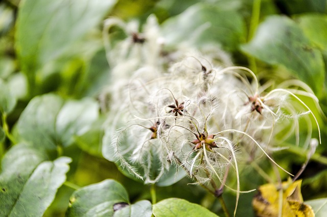 Free Plant Nature photo and picture