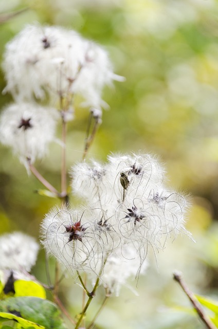 Free Plant Nature photo and picture