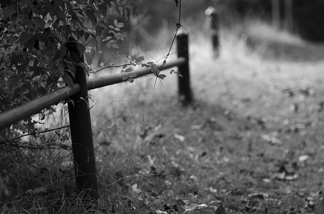 Free The Railing Black And White photo and picture