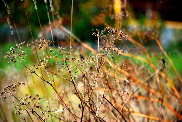 Free Autumn Nature photo and picture