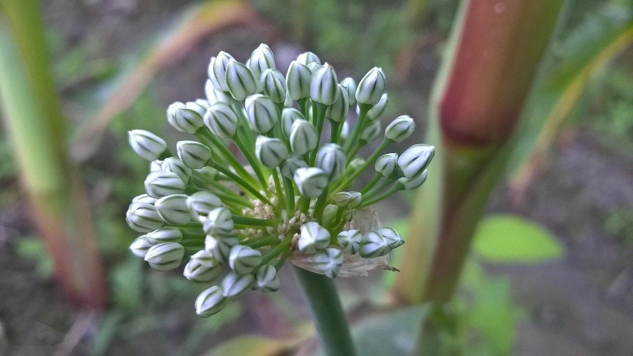 Onion Flower Nice Free photo on Pixabay Pixabay