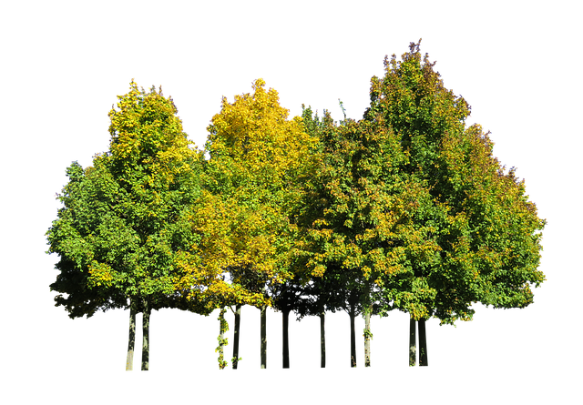 Free Nature Tree photo and picture