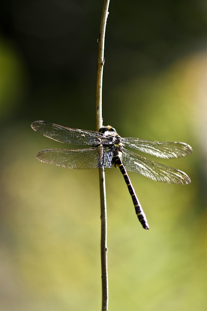 Libelle, Insekt, Insekten, Natur, Flügel