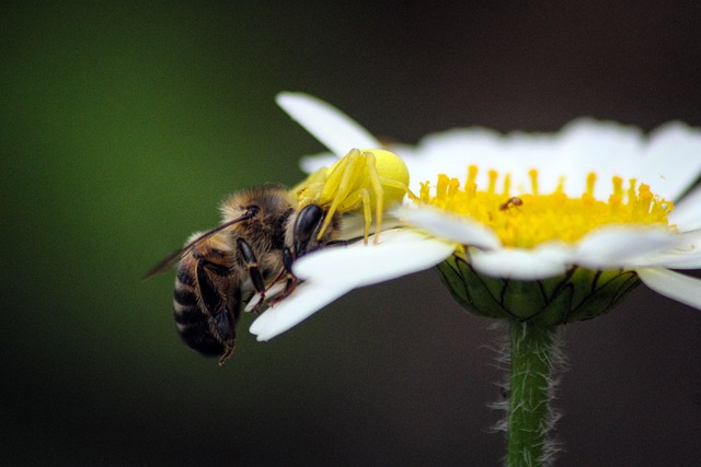 Biene, Spinne, Schöne Blumen, Insekt