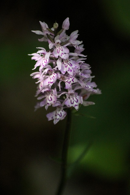 Orchidee, Blume, Pflanzen, Natur
