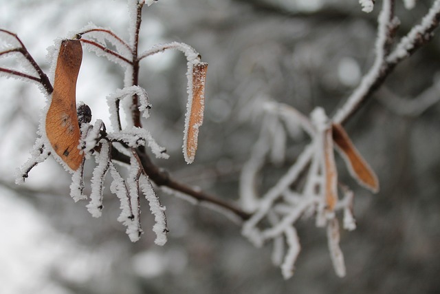 Frost, Isnende, Kold, Vinter, Natur