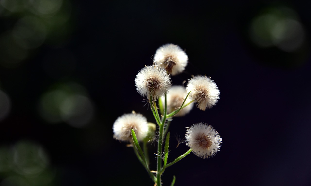 飞行的种子 植物 关闭 - Pixabay上的免费照片 - Pixabay