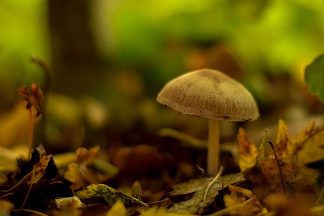 Paddestoel, Herfst, Mushroom, Gevlekt